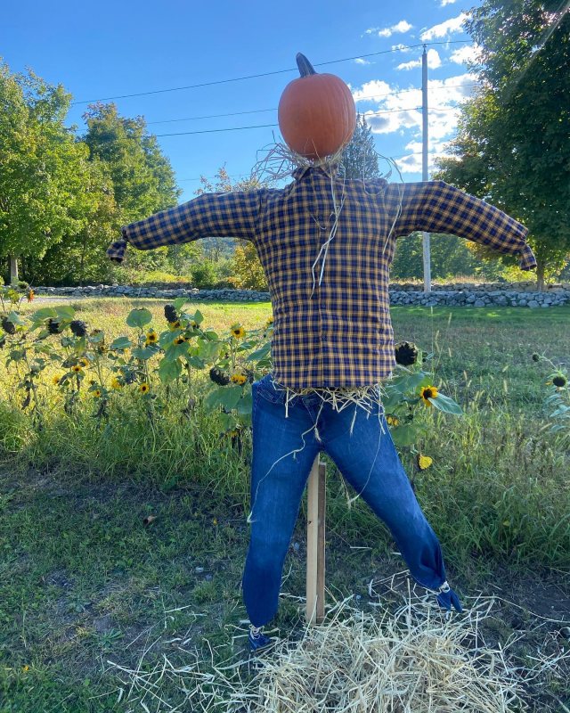 chf scarecrow
