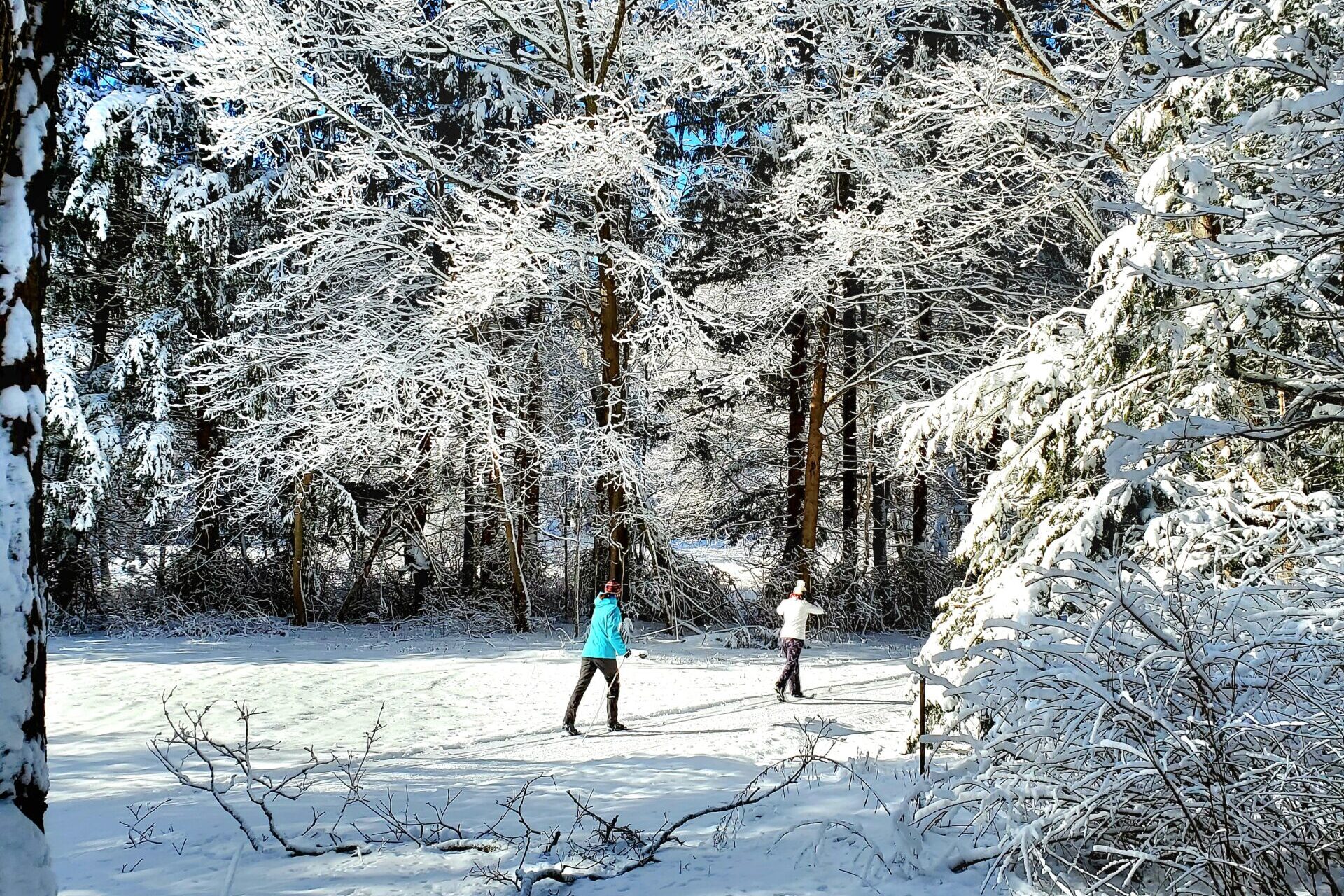 Two people cross country skiing in the snowy woods at Appleton Farms