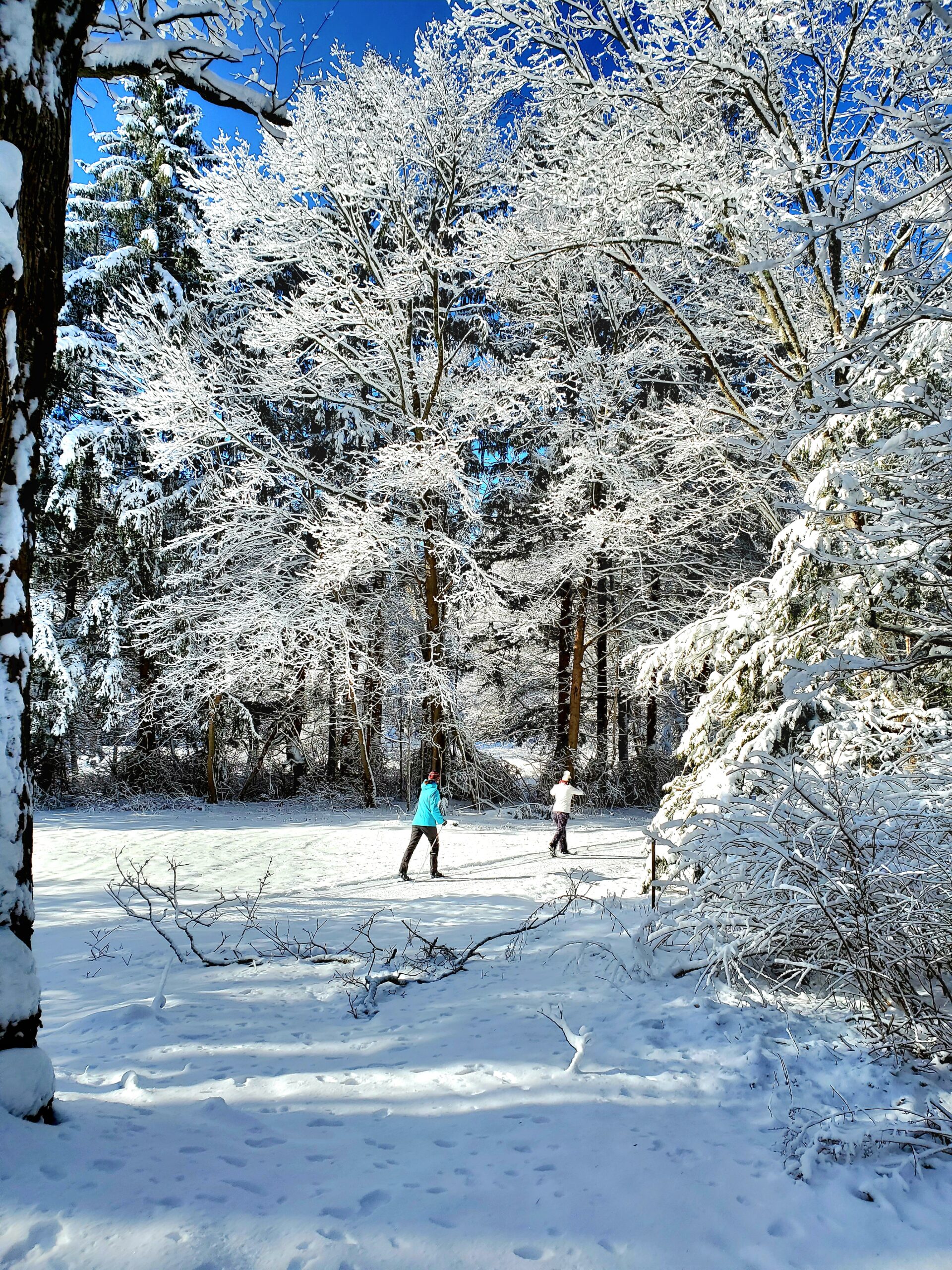 Two people cross country skiing in the snowy woods at Appleton Farms