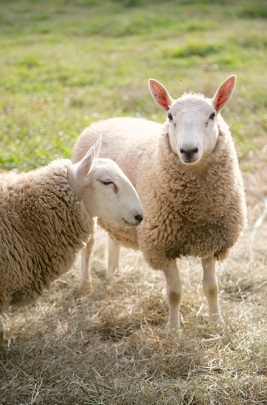 sheep
