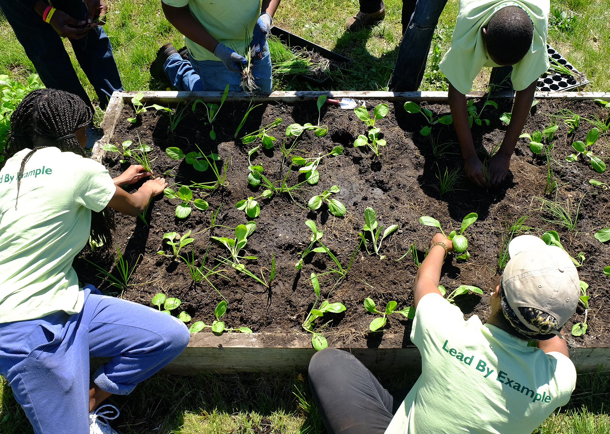 A group of volunteers planting seedlings in a raised bed at City Natives