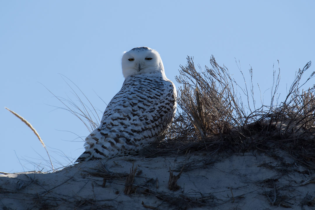 Snowy Owl