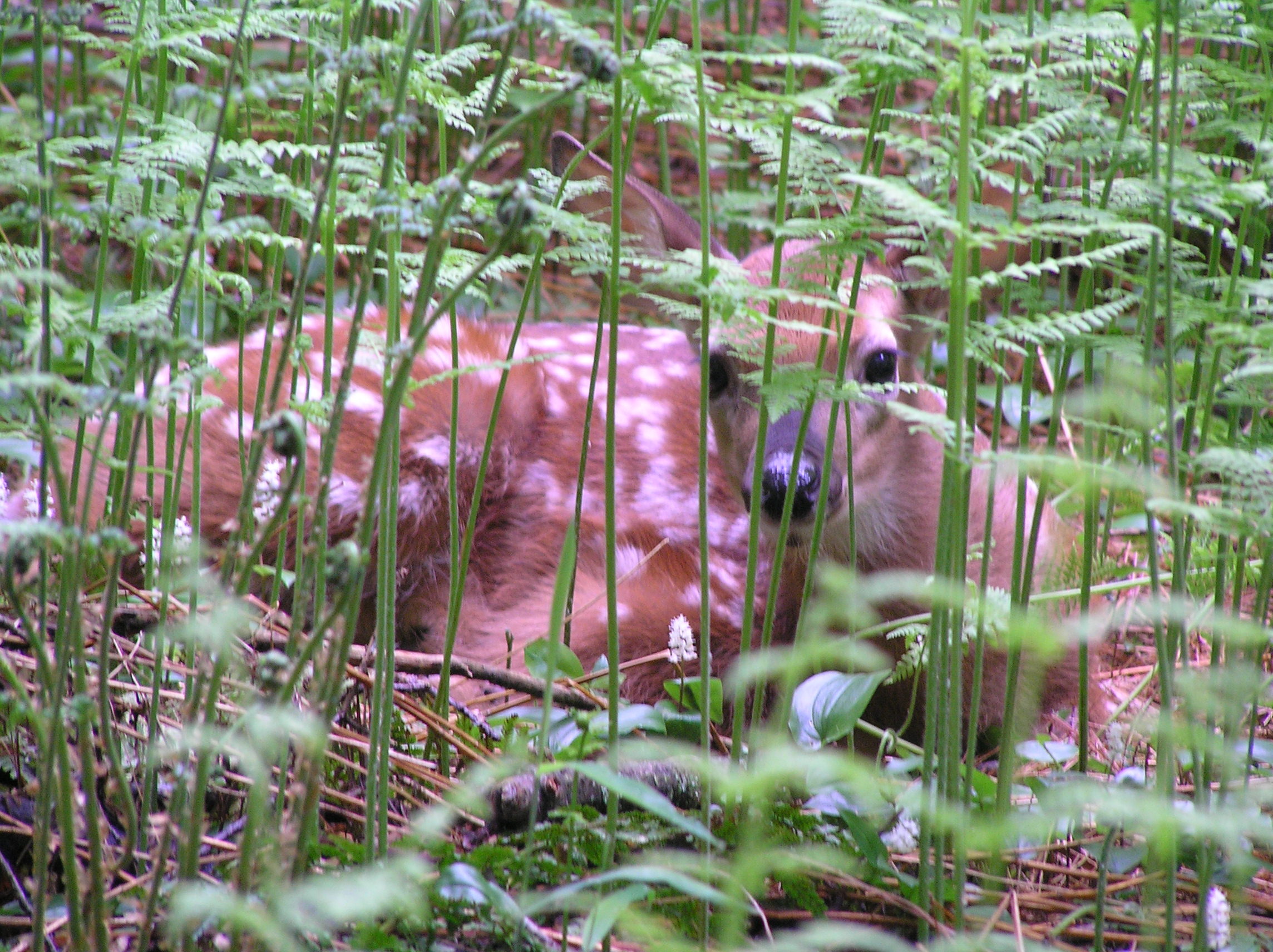 A fawn crouched in tall green grass