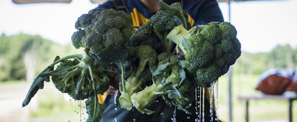 A person holding several large heads of green broccoli harvested at Appleton Farms