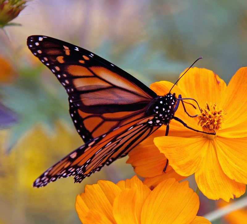 Monarch