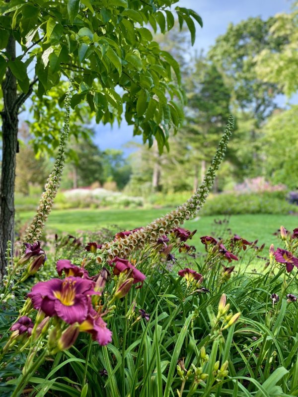 Summer Garden