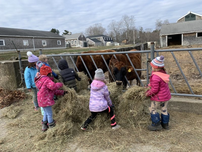 appleton kids feed cows
