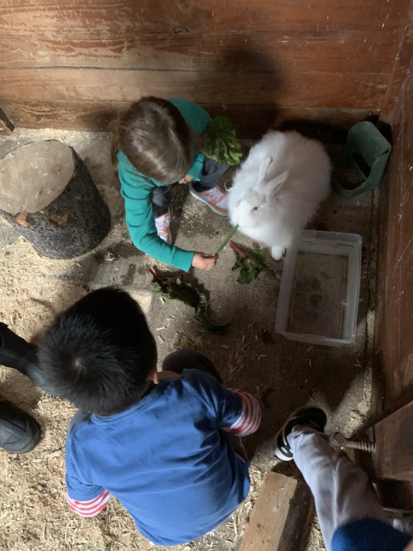 appleton kids feed bunny