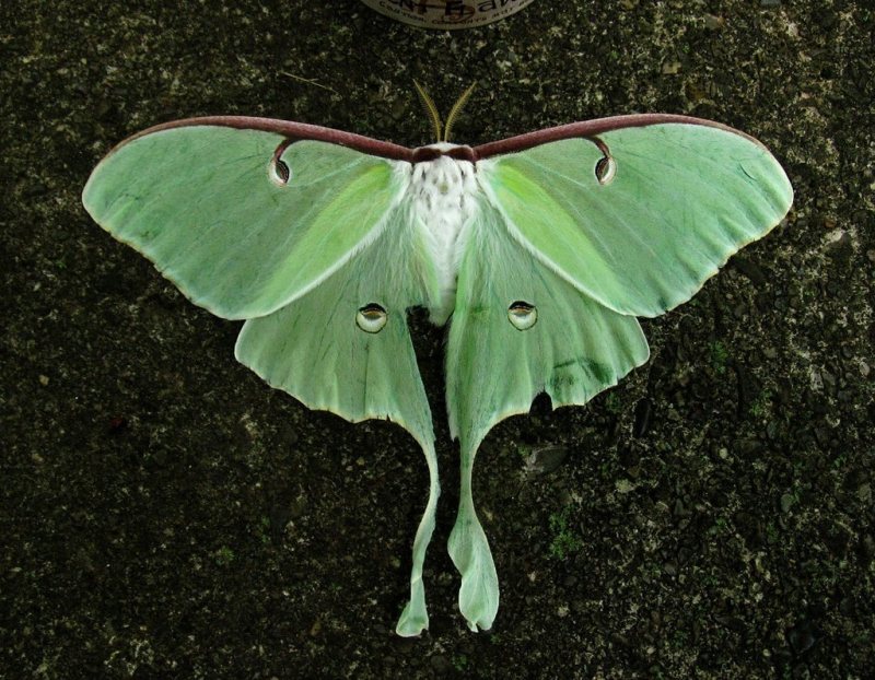 luna moth