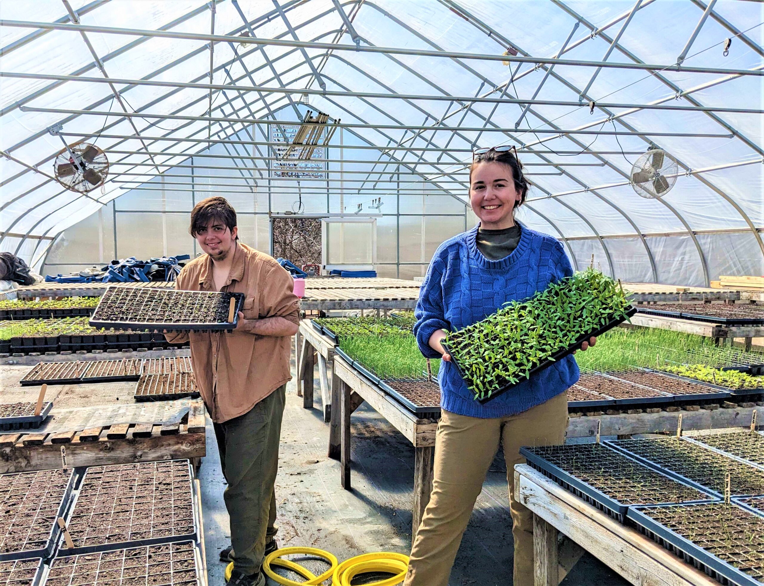 Trustees Farm staff prepare field plants in the greenhouse for planting in the spring.