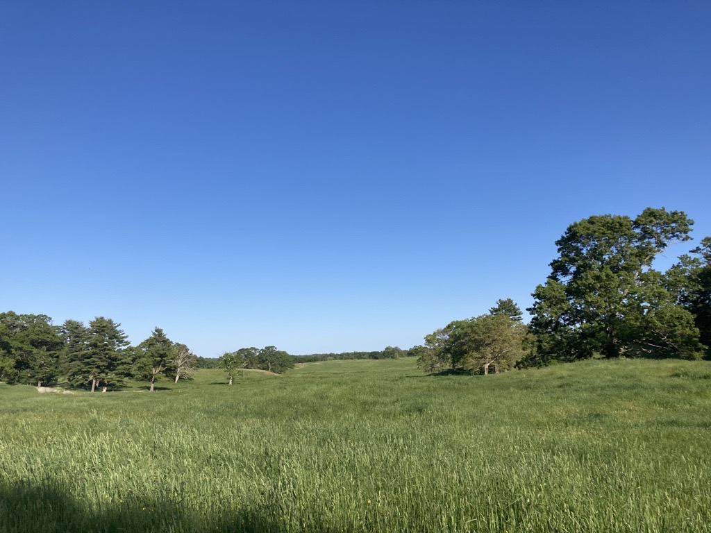Green grassy field with trees in the background under a blue sky at Appleton Farms