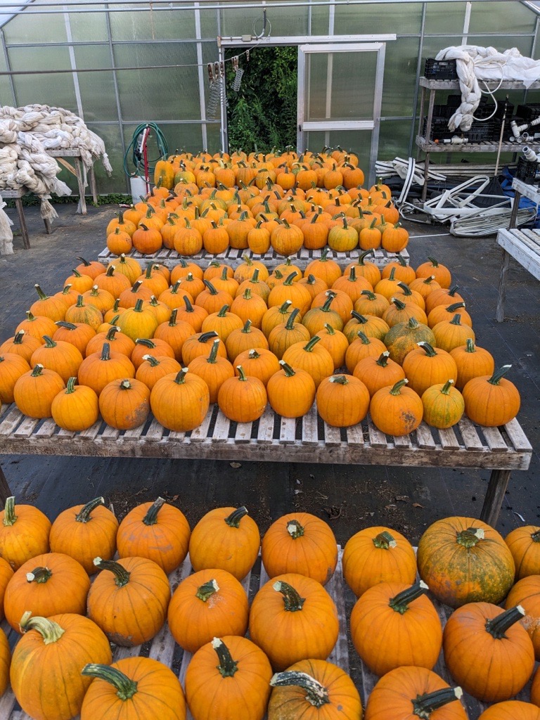 orange pumpkins on pallets