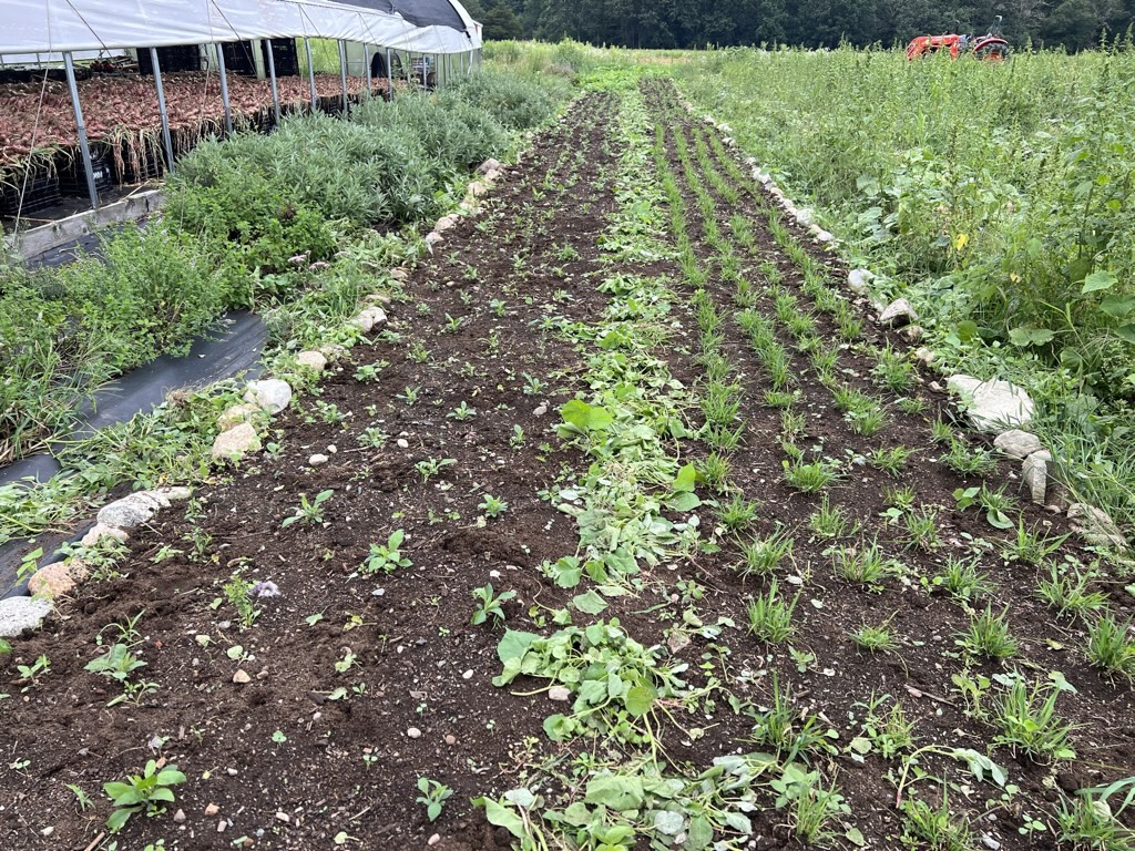 a field with green flowers starting to poke through