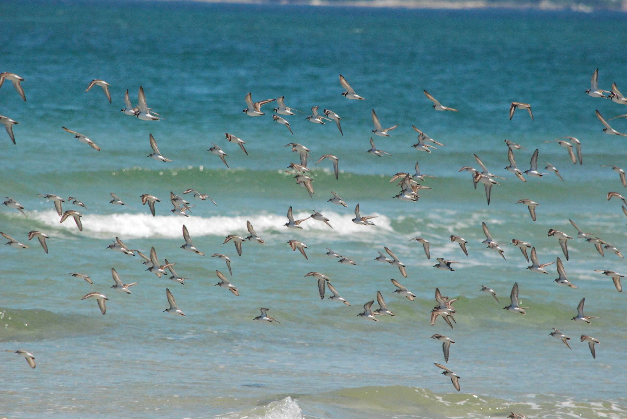 A flock of shorebirds flies over the ocean