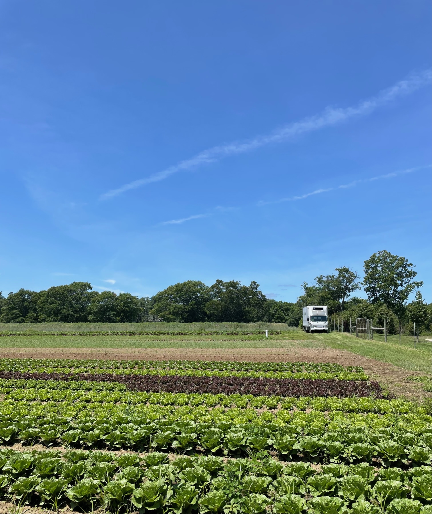 Green field full of greens and produce in rows at Appleton Farms under a blue sky