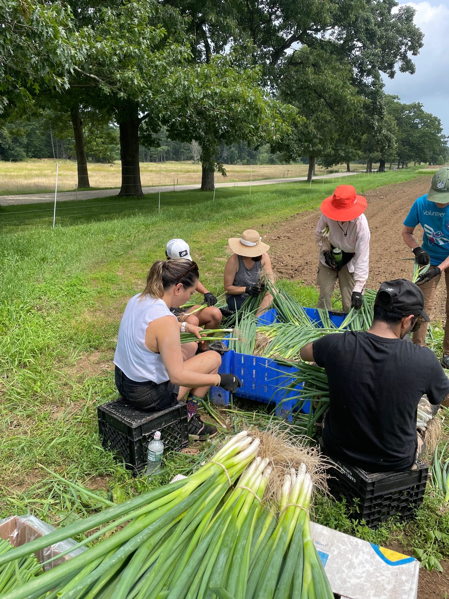 a group of people sit in a circle, collecting scallions