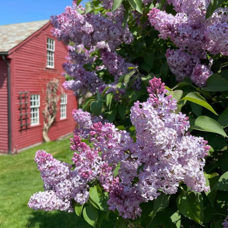 Lilac and Farmhouse
