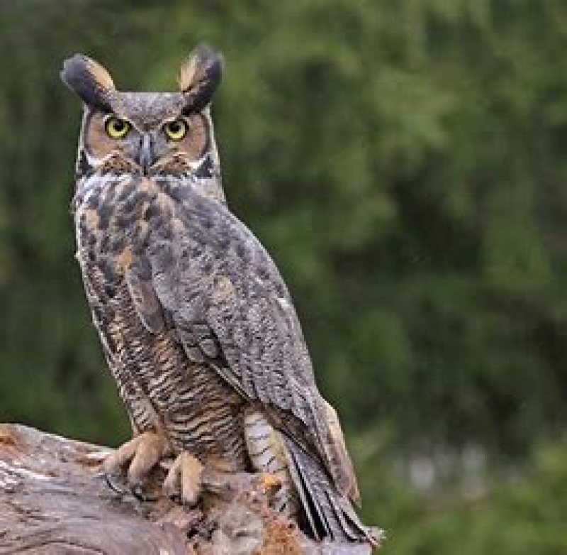 Owl Prowl photo