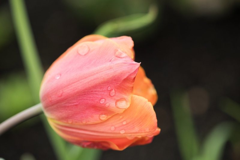 schg singular tulip