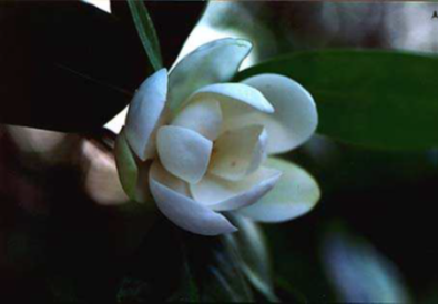 A white sweet bay magnolia flower , surrounded by green leaves