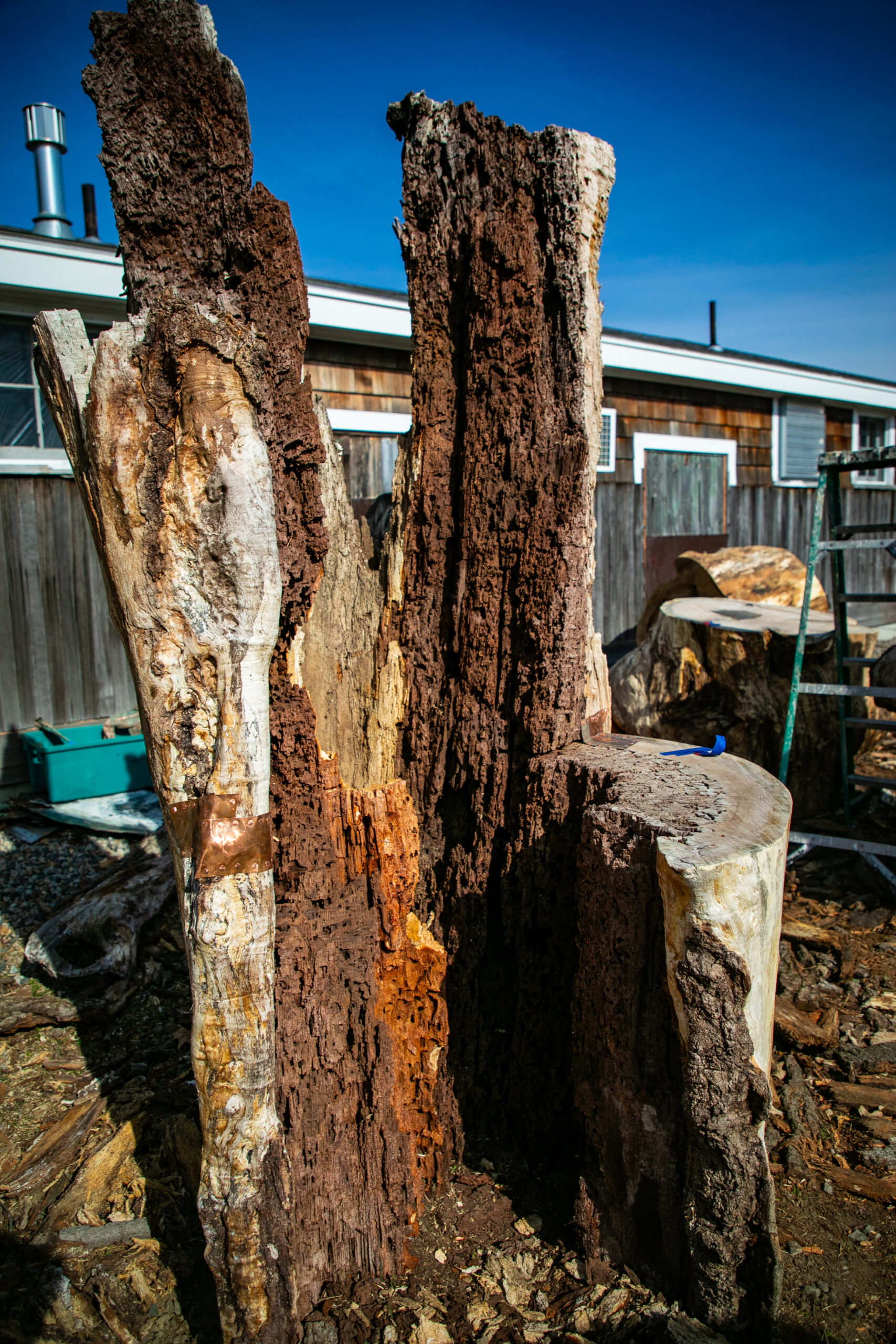 A tall, eroded stump that will be used in Jean Shin's Perch installation at Appleton Farms.