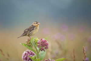 In the soft light of the early morning a female Bobolink perches atop some purple flowers in a wide open field.