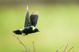 A bobolink takes flight in a New York Grassland