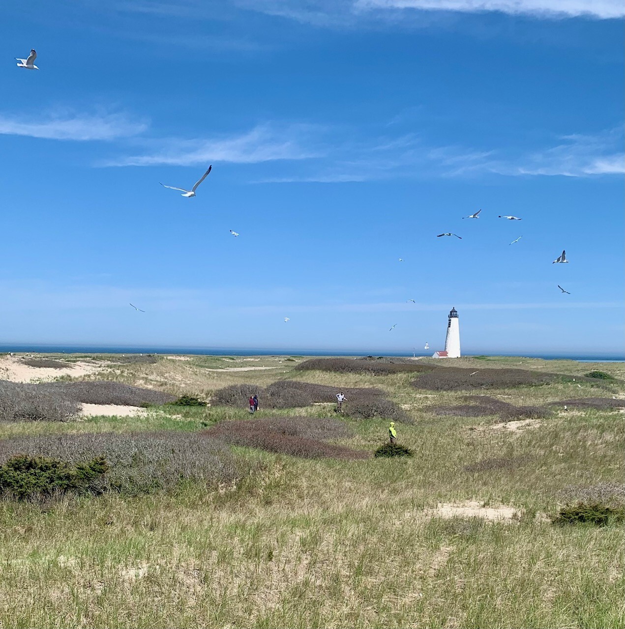 Beach dunes with a lighthouse in the distance and birds flying in the blue sky