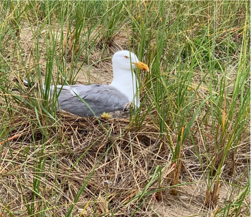 A gull sits in a field of grass