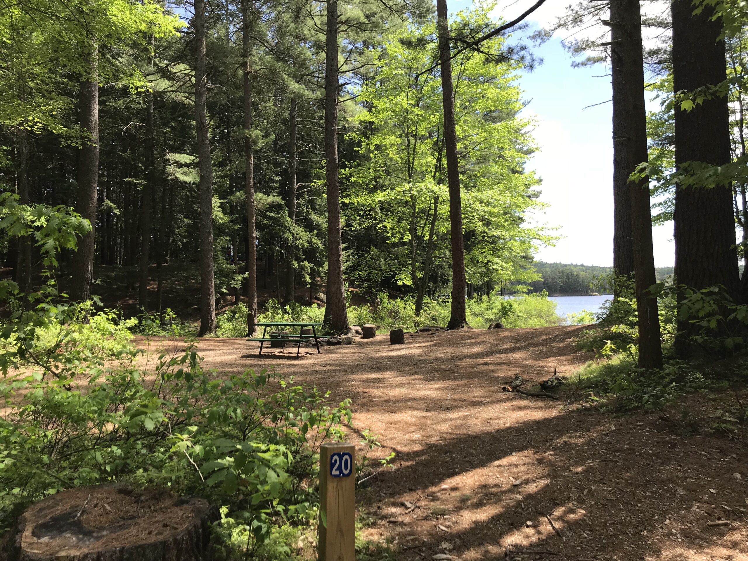 A trail weaves through tall trees with a lake in the background