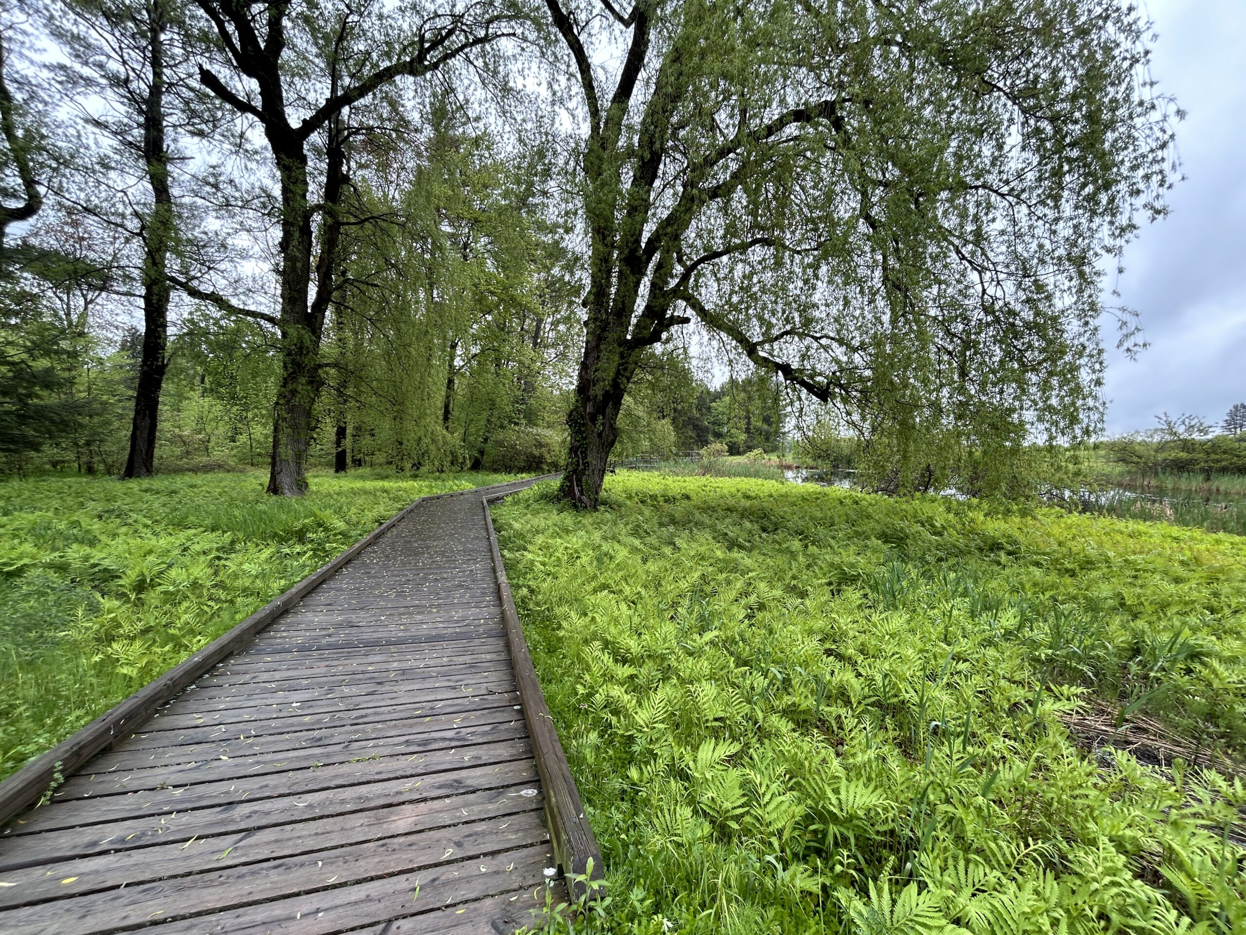 A wooden boardwalk extends through lush greenery.