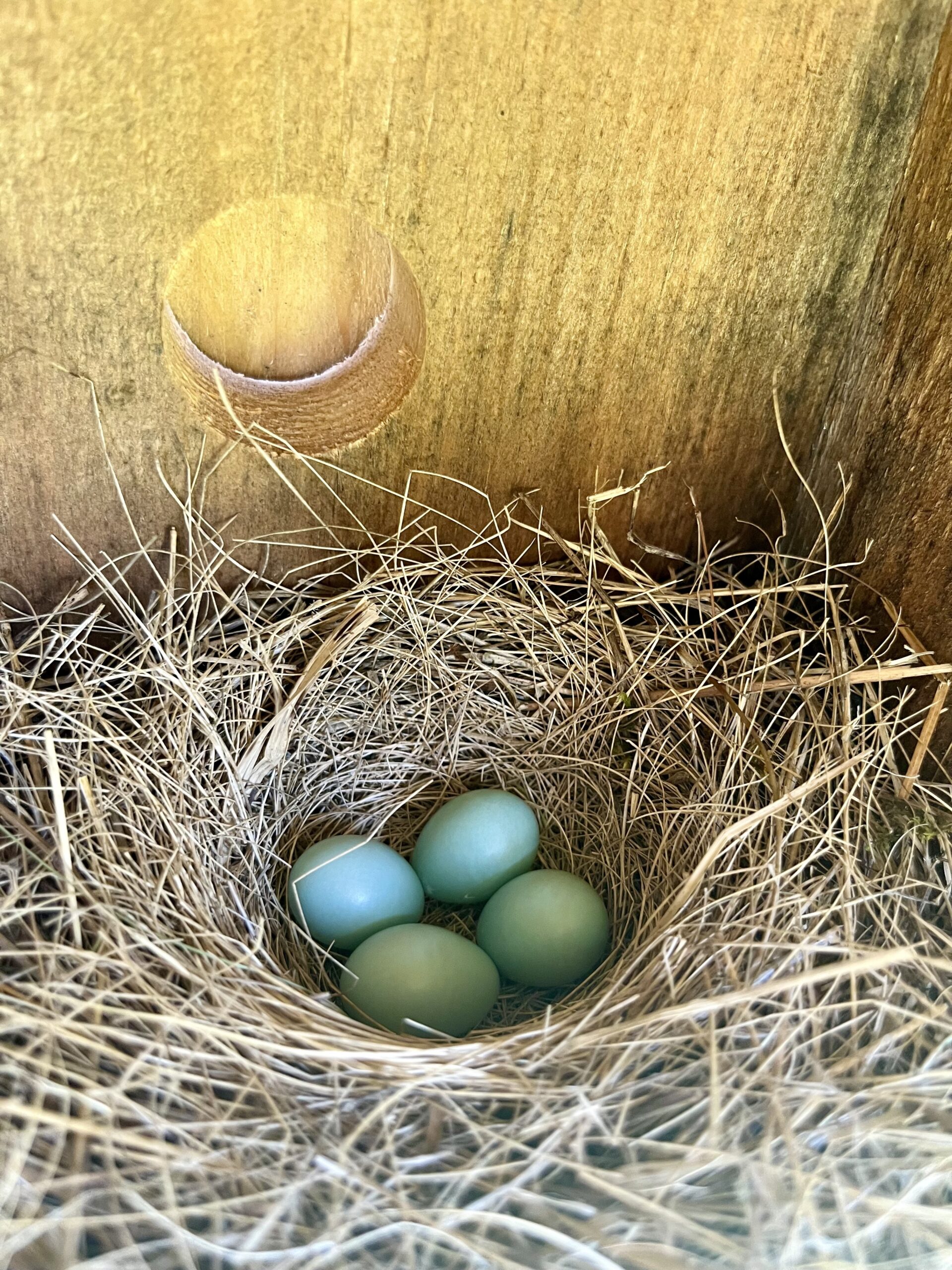 Four blue eggs sit in a nest.