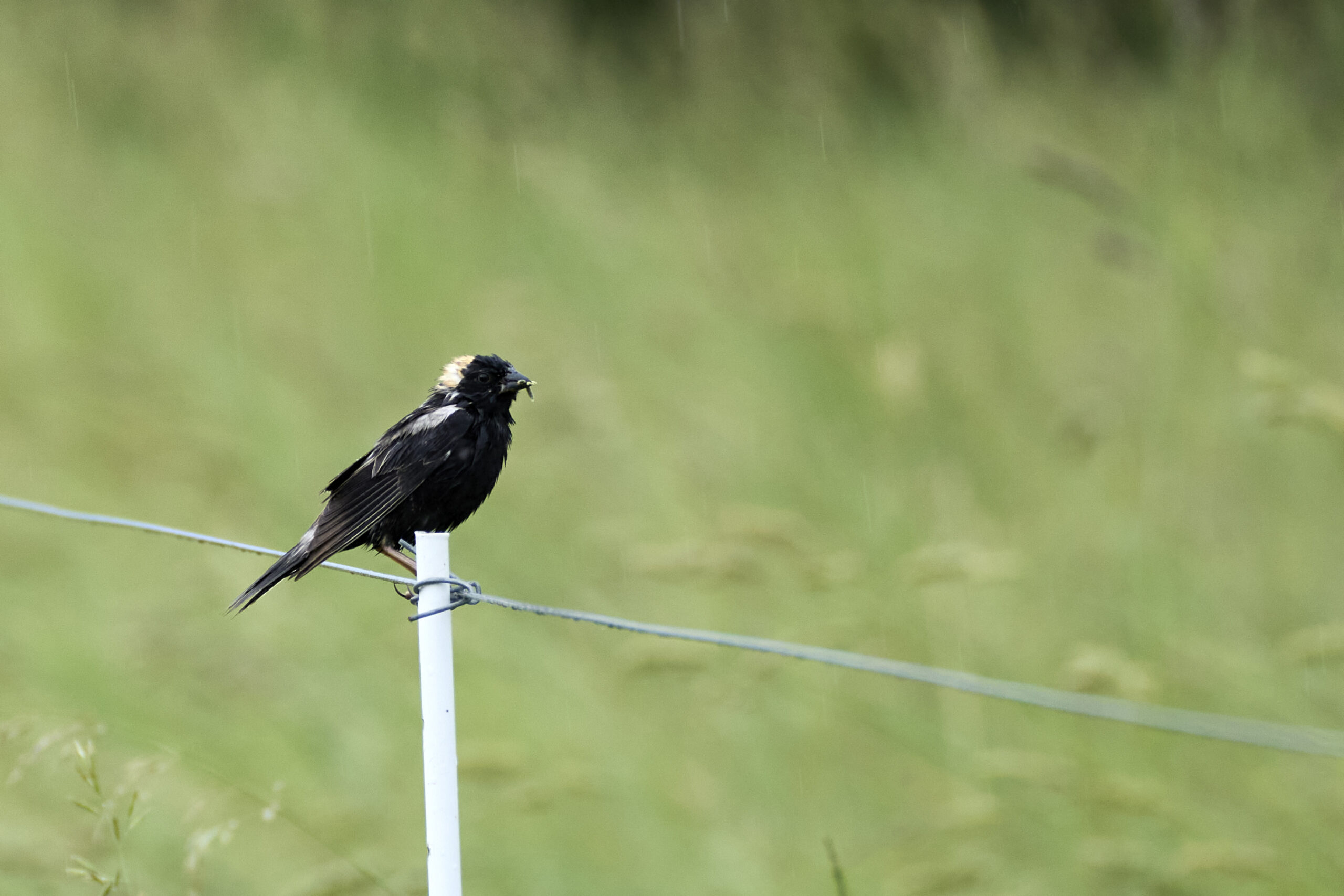 A black bird with a yellow cap sits on a white fence post.