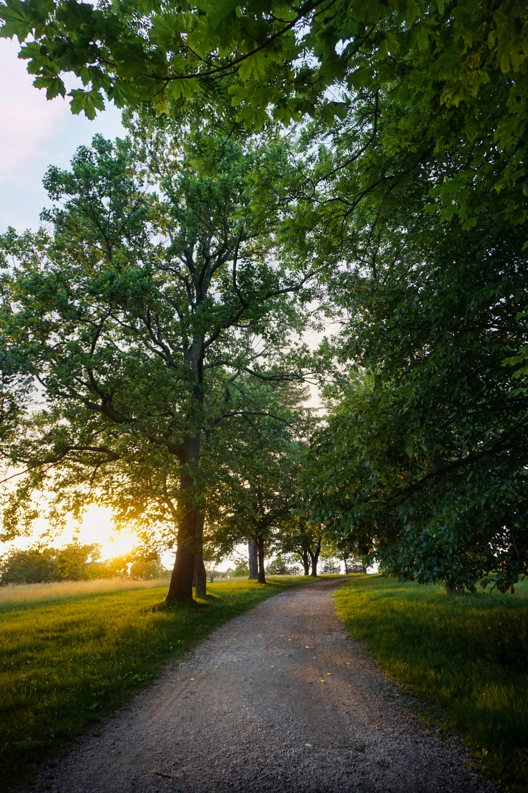 A tree-lined path at sunset.