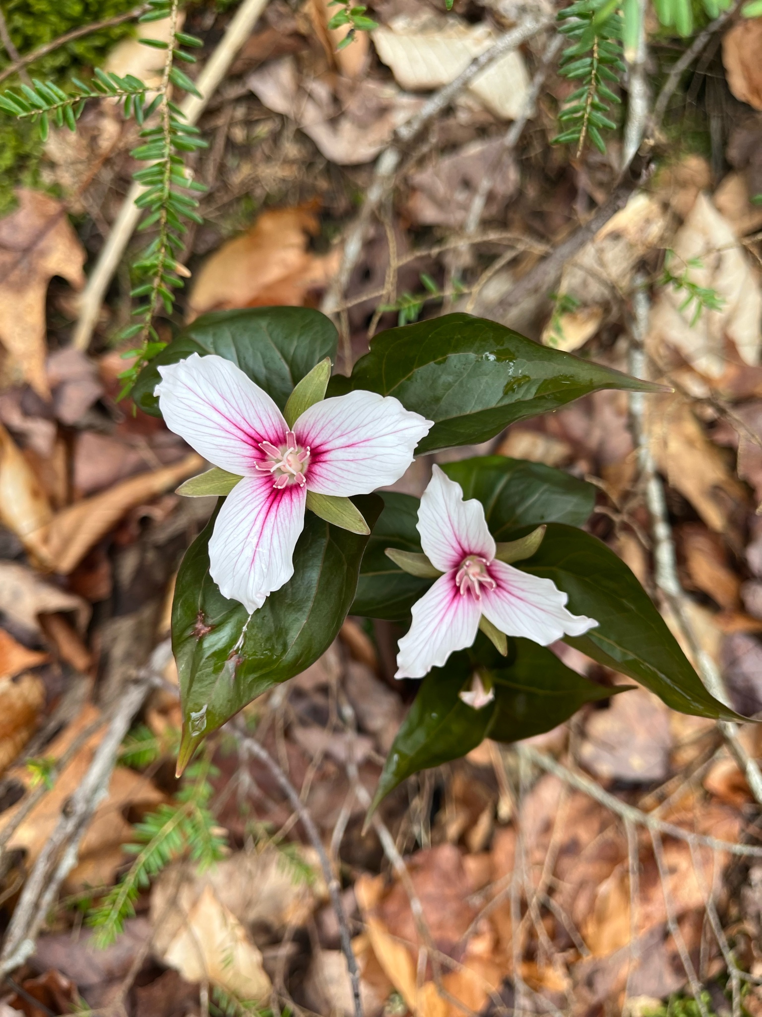 Two white and pink flowers from above.
