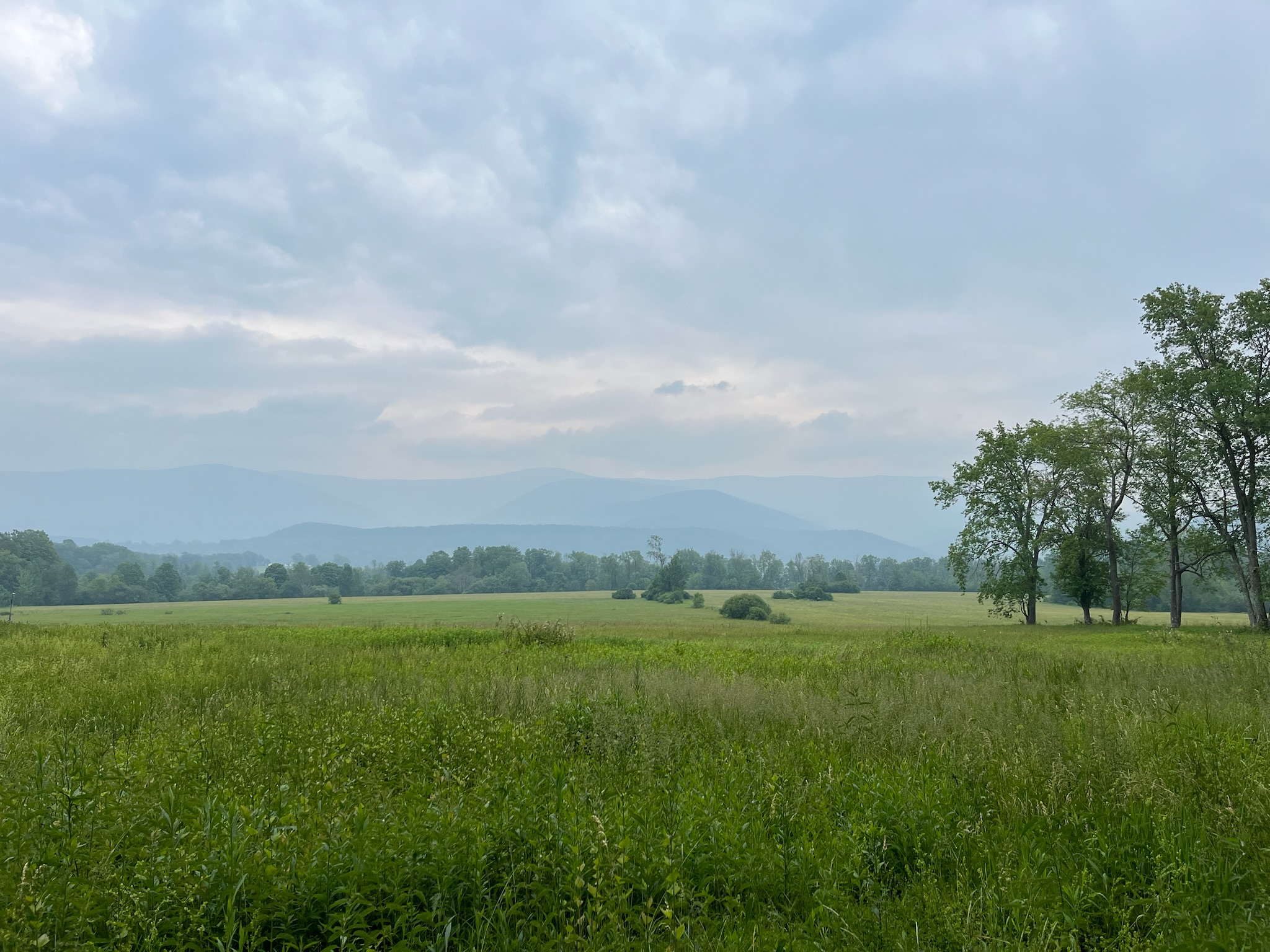A field sprawls on a cloudy day. Three trees dot the right side of the image.