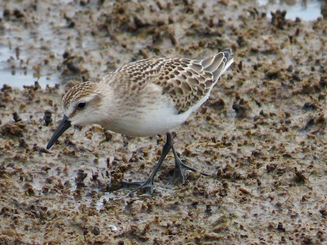 A sandpiper stands on mud.