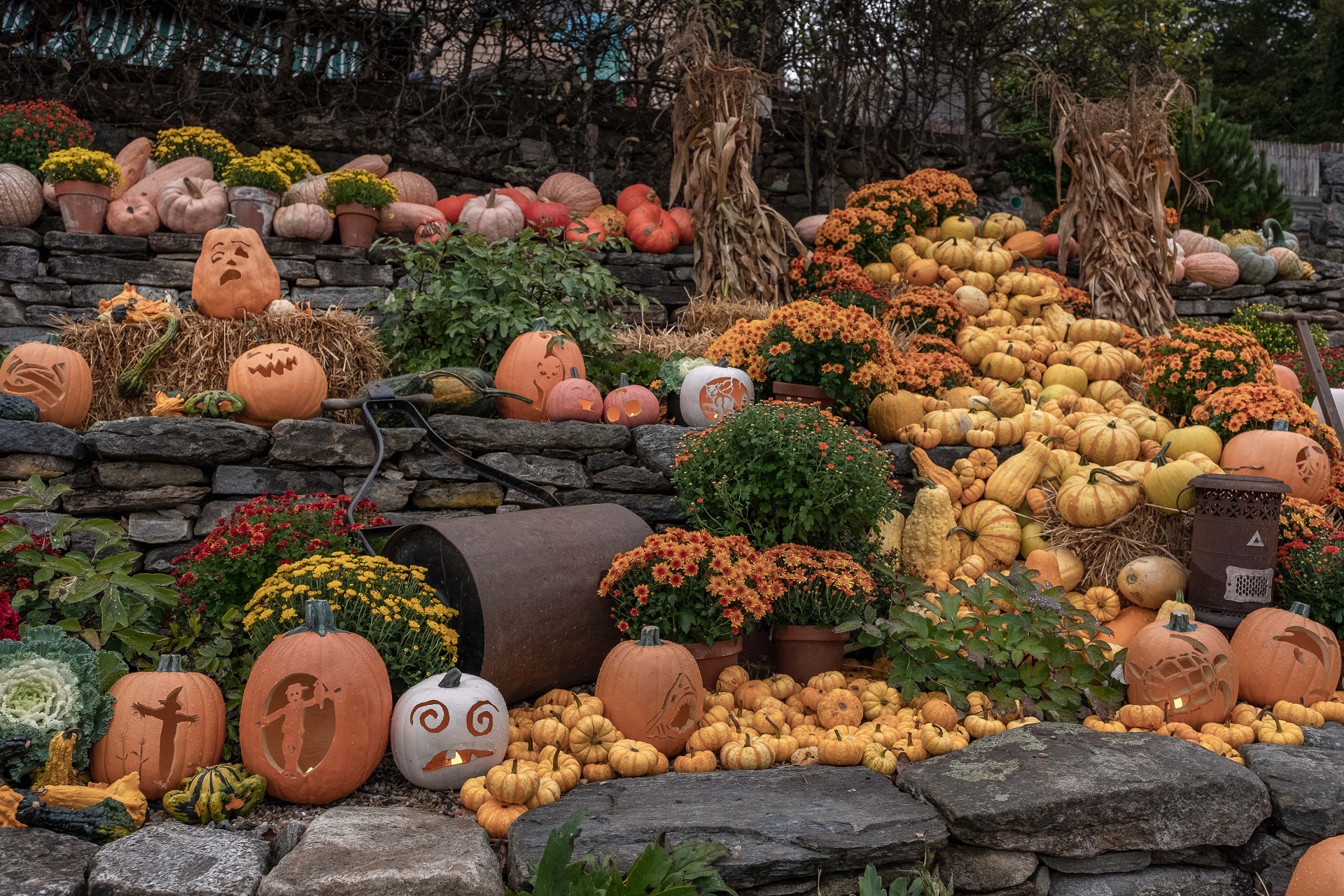 A display of jack-o-lanterns and gourds at a Trustees Halloween event.