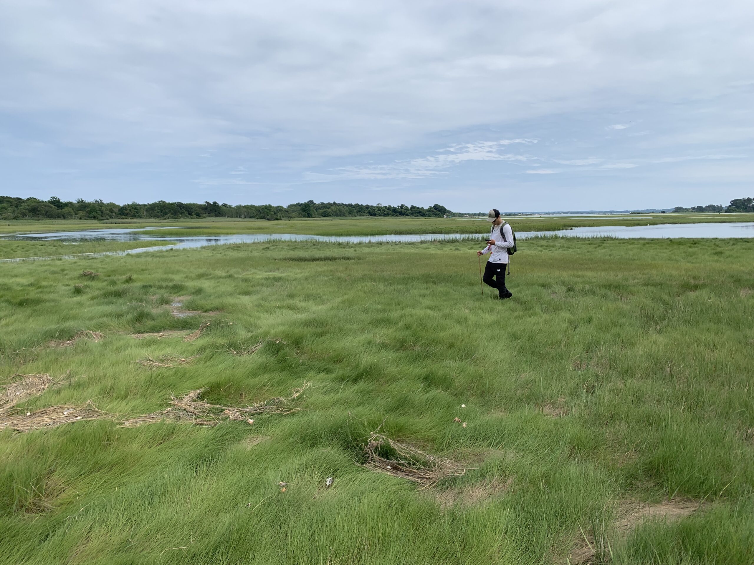 A person wades through marsh grass on the Great Marsh