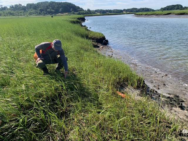 A person crouches in marsh grass in the Great Marsh