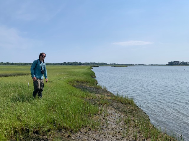 A person stands in marsh grass next to a body of water in the Great Marsh