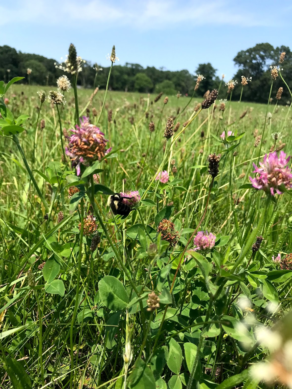 Bumble Bees in a field of wildflowers