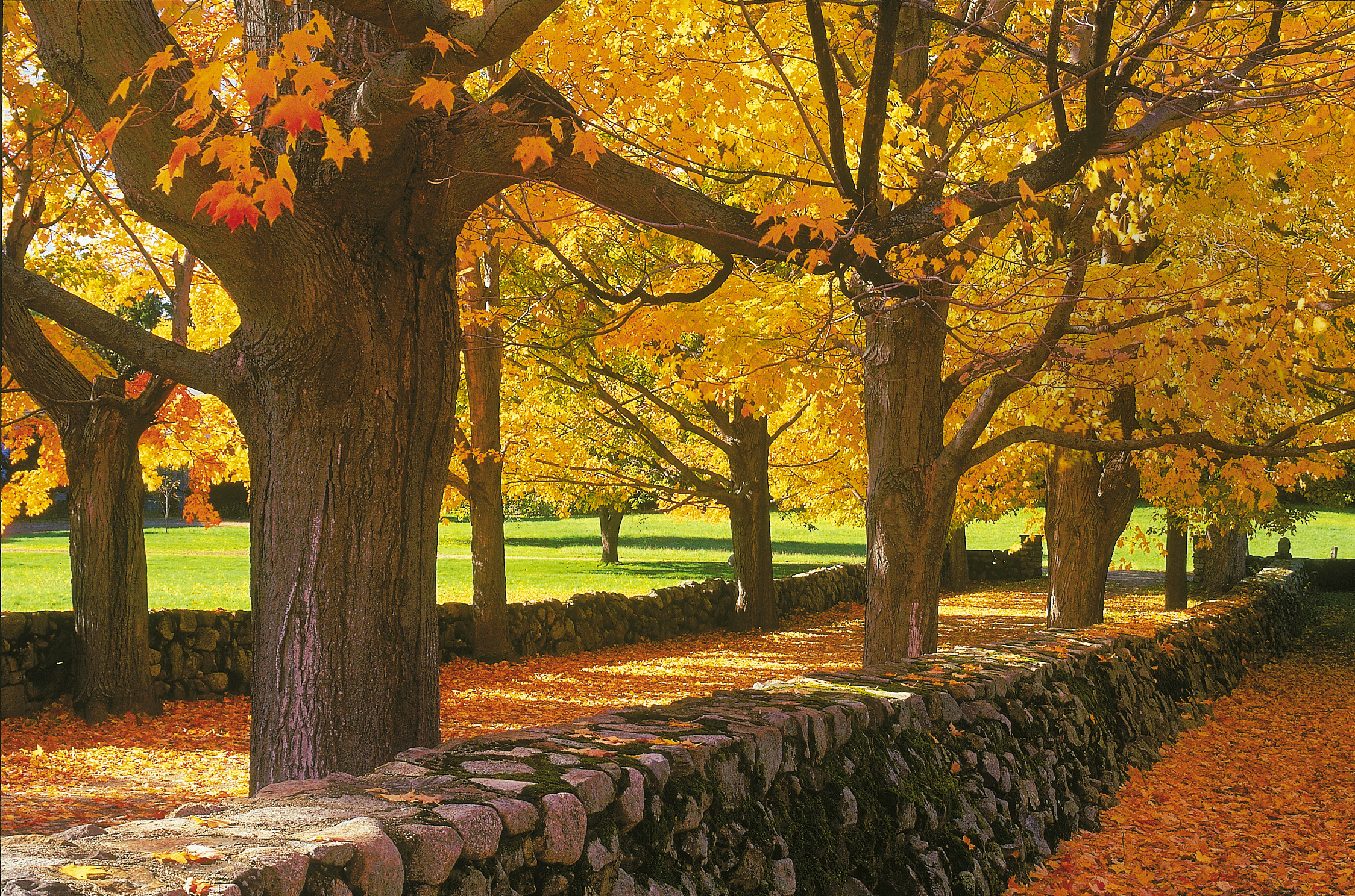 Appleton Farms' allée covered in foliage.