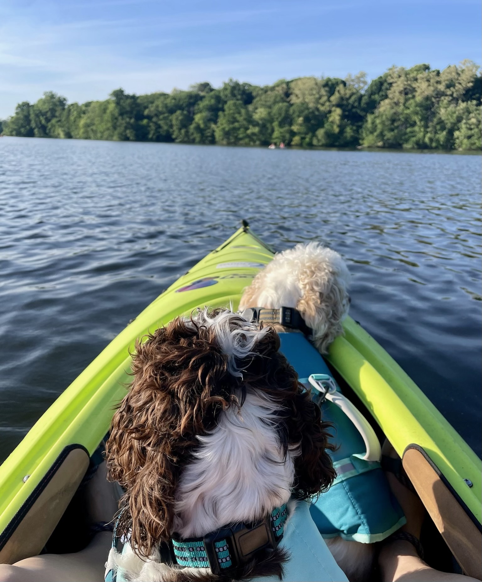 Two small dogs at the bow of a Kayak