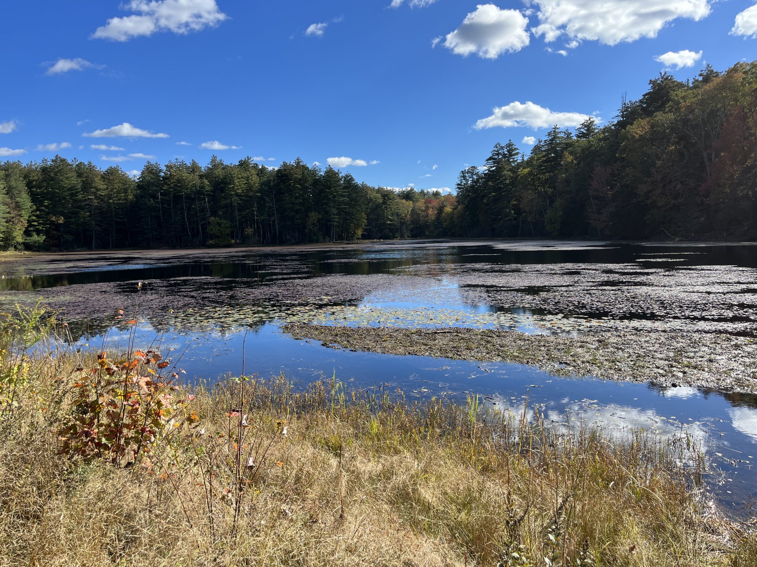 A pond on a sunny day