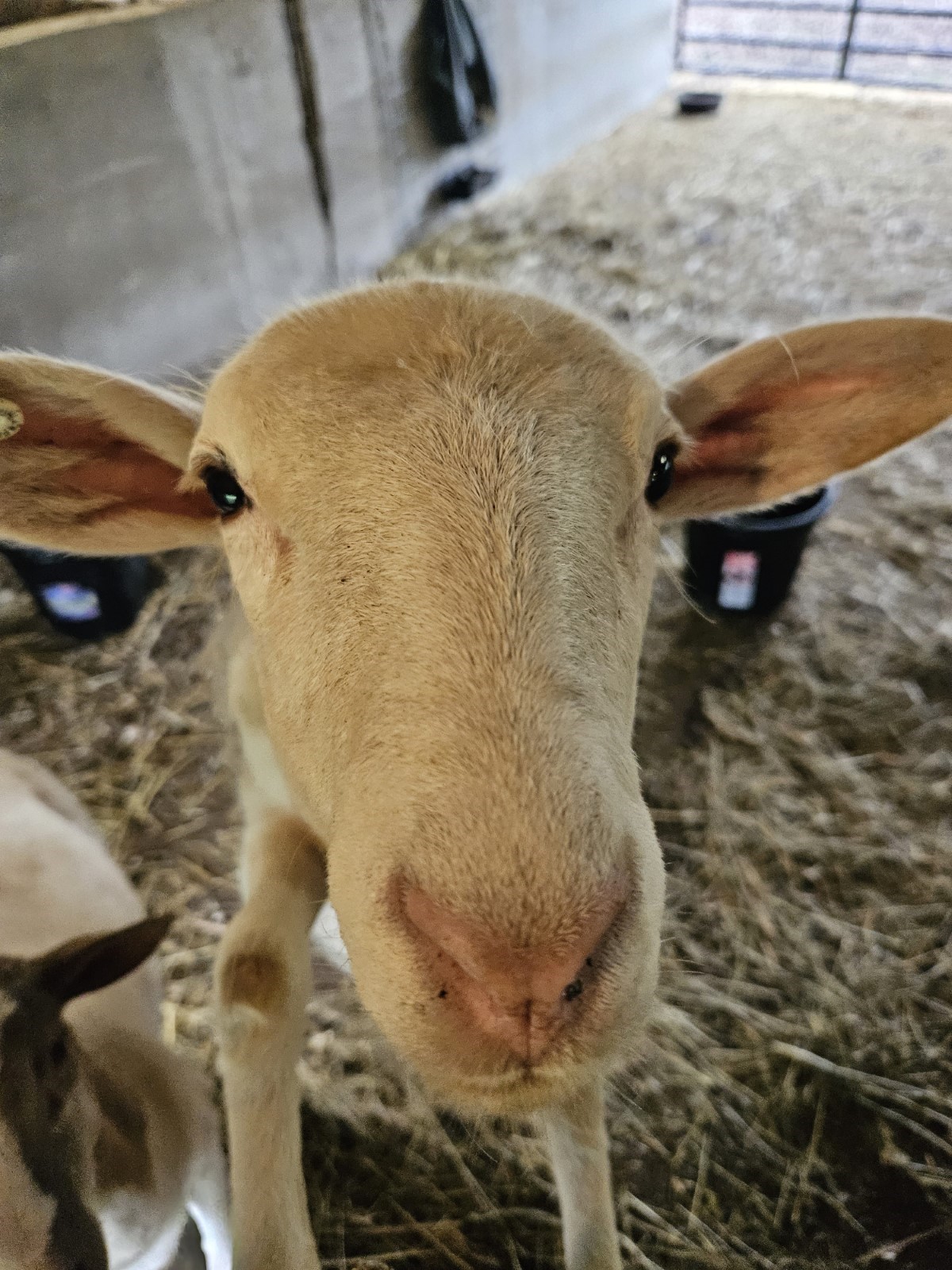 A goat at Powisset Farm