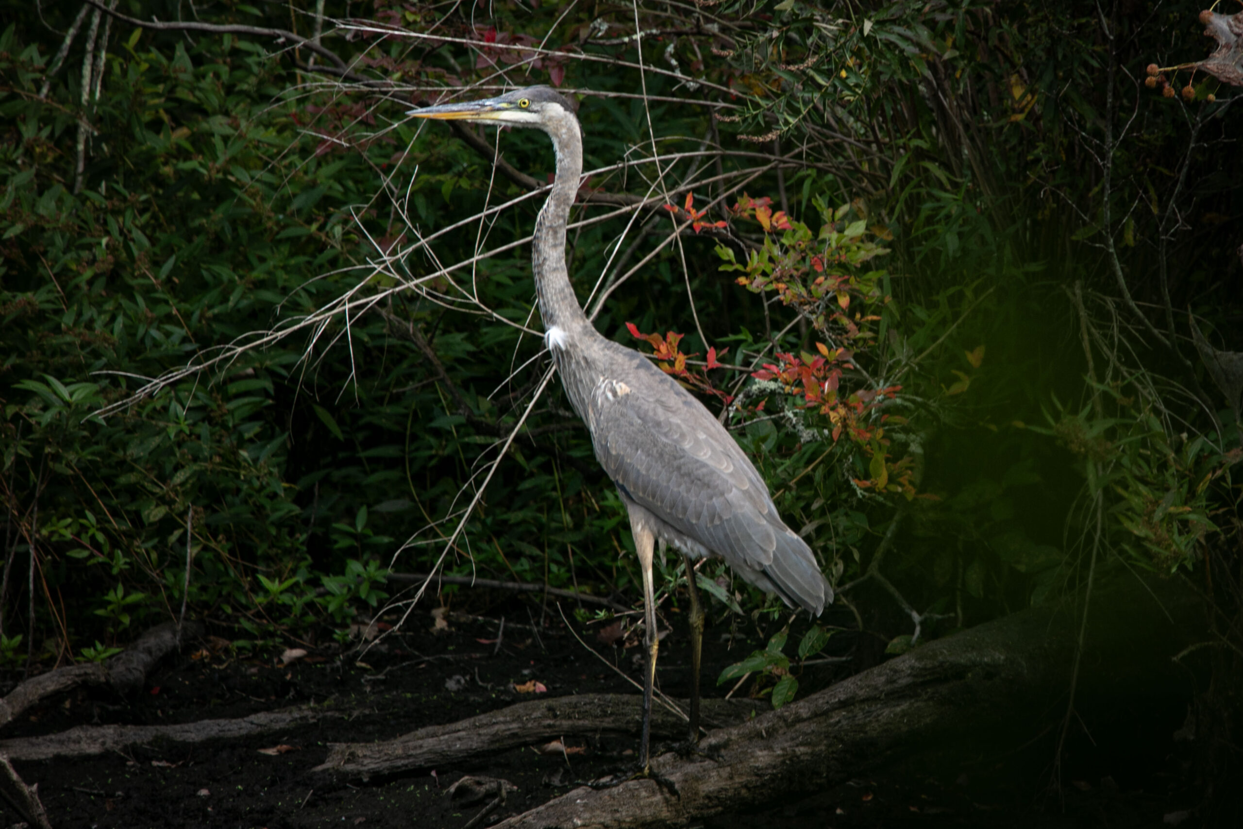 A Heron spotted at Powisset Farm