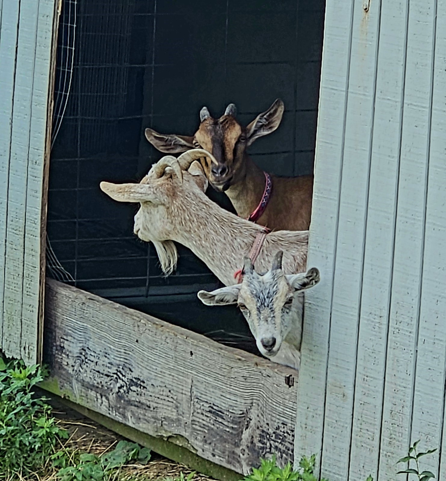 A few goats poke their heads out of a barn at Powisset farm