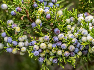 juniper berries