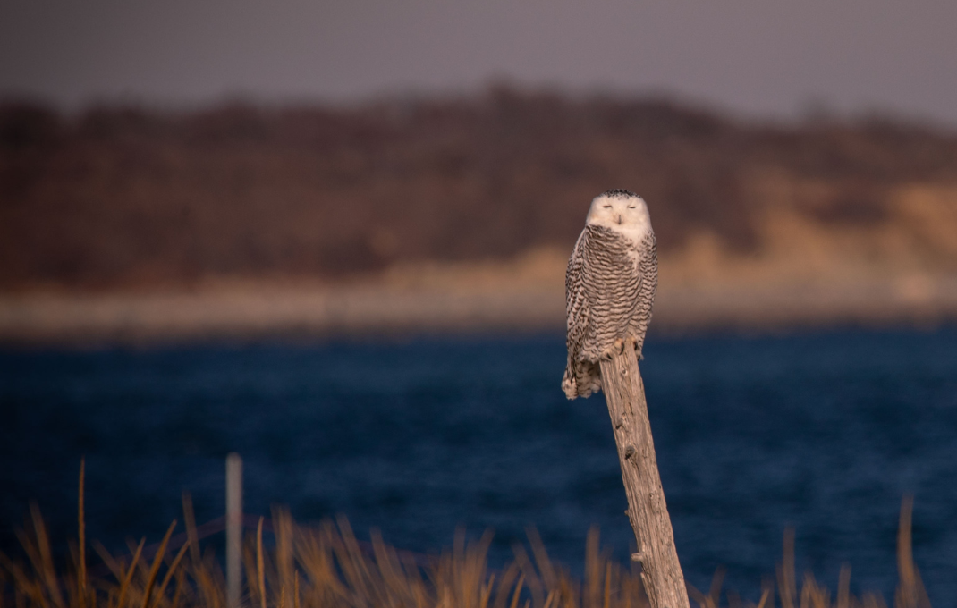 A snowy owl perches at Crane Beach in Ipswich